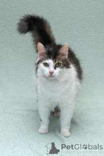 Photo №4. I will sell  in the city of Khimki. from the shelter - price - Is free