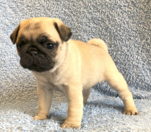 Photo №2 to announcement № 1126 for the sale of pug - buy in Ukraine private announcement