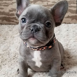 Photo №2 to announcement № 78851 for the sale of french bulldog - buy in Germany private announcement