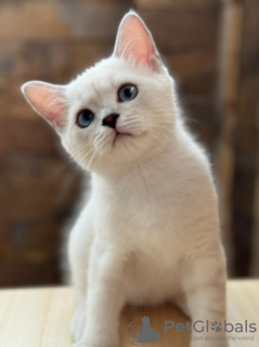 Photo №1. british shorthair - for sale in the city of Belgrade | negotiated | Announcement № 111057