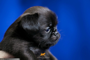 Photo №3. Black dog pty brabanson available for reservation. Russian Federation