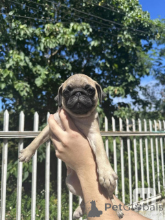 Photo №1. pug - for sale in the city of Brandenburg | negotiated | Announcement № 164349
