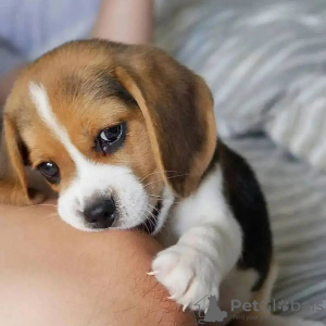 Photo №2 to announcement № 127378 for the sale of beagle - buy in Germany private announcement