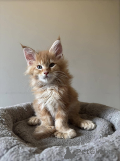 Photo №2 to announcement № 137752 for the sale of maine coon - buy in Germany private announcement