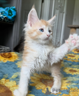 Photo №2 to announcement № 159301 for the sale of maine coon - buy in Belgium private announcement