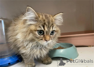 Photo №1. persian cat - for sale in the city of Arrondissement de Berchtesgaden-Campagne | 329$ | Announcement № 153065