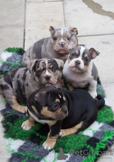 Photo №3. 4 micro exotic bully's. United States