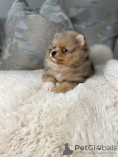 Photo №4. I will sell pomeranian in the city of New York. private announcement - price - 400$