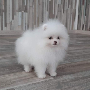 Photo №2 to announcement № 135423 for the sale of pomeranian - buy in Germany private announcement