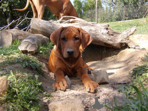 Photo №1. rhodesian ridgeback - for sale in the city of Krakow | 2071$ | Announcement № 139004