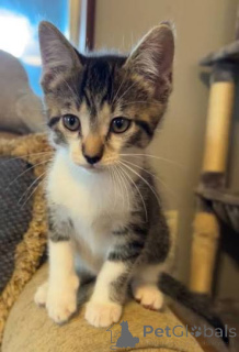 Photo №2 to announcement № 172743 for the sale of american shorthair - buy in Belgium private announcement, breeder