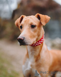 Photo №2 to announcement № 162509 for the sale of non-pedigree dogs - buy in Russian Federation private announcement