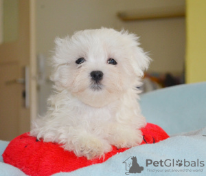 Photo №2 to announcement № 83076 for the sale of maltese dog - buy in Spain private announcement