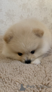 Photo №3. Puppies spitz. Russian Federation