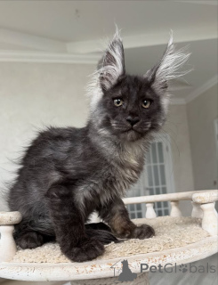Photo №2 to announcement № 154636 for the sale of maine coon - buy in Germany breeder