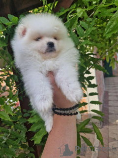 Photo №1. pomeranian - for sale in the city of Belgrade | negotiated | Announcement № 99846
