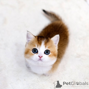 Photo №1. munchkin - for sale in the city of Paris | negotiated | Announcement № 158643
