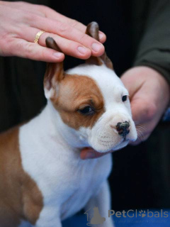 Photo №1. american staffordshire terrier - for sale in the city of Belgrade | negotiated | Announcement № 164475