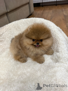 Photo №1. pomeranian - for sale in the city of Alberville | negotiated | Announcement № 167202
