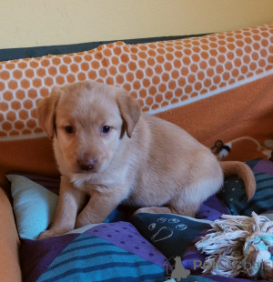 Photo №1. labradoodle - for sale in the city of Mariánské lázně | negotiated | Announcement № 166158