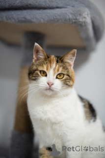 Photo №2 to announcement № 159490 for the sale of  - buy in Russian Federation from the shelter