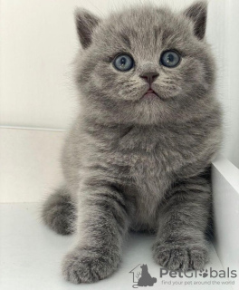 Photo №1. british shorthair - for sale in the city of Berlin | 260$ | Announcement № 90832