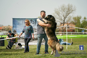 Additional photos: Caucasian Shepherd puppies