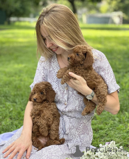 Photo №4. I will sell maltipu in the city of Zürich. breeder - price - negotiated