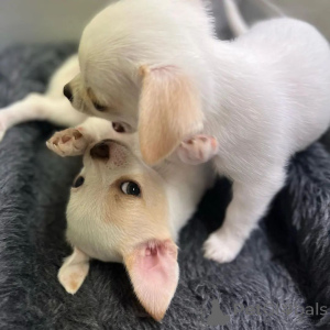 Photo №2 to announcement № 135596 for the sale of chihuahua - buy in Germany private announcement, breeder