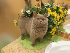 Photo №1. british shorthair - for sale in the city of Москва | 566$ | Announcement № 2128