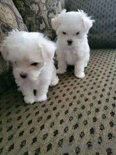Photo №1. maltese dog - for sale in the city of Athani | 300$ | Announcement № 64752