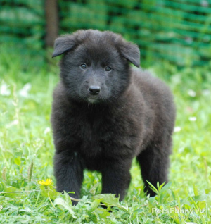 Photo №1. groenendael dog - for sale in the city of Tbilisi | 1200$ | Announcement № 657