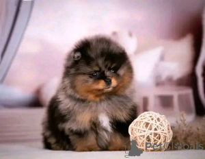 Photo №2 to announcement № 138054 for the sale of pomeranian - buy in Spain breeder