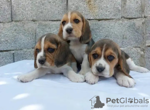 Photo №1. beagle - for sale in the city of Montpellier | 359$ | Announcement № 31675