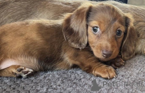 Photo №2 to announcement № 135621 for the sale of dachshund - buy in Germany 