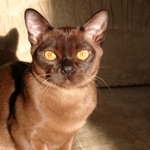 Photo №1. burmese cat - for sale in the city of Naberezhnye Chelny | 621$ | Announcement № 1859
