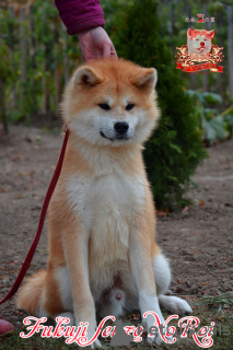 Photo №3. male Japanese Akita Inu. Ukraine