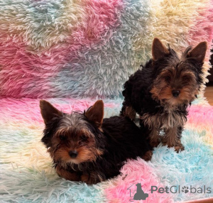 Photo №1. yorkshire terrier - for sale in the city of Antwerp | Is free | Announcement № 163733