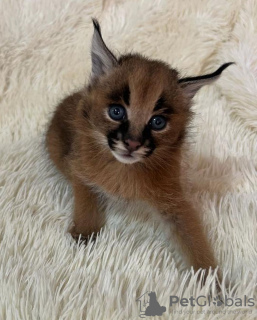 Photo №3. Caracal cat for sale delivery and pickup accepted. United States