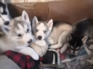 Photo №1. siberian husky - for sale in the city of Москва | negotiated | Announcement № 9516