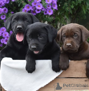 Photo №1. labrador retriever - for sale in the city of Berlin | Is free | Announcement № 82902