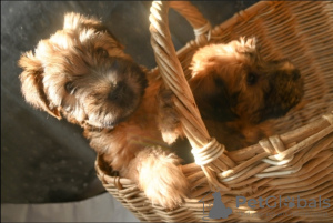 Photo №1. soft-coated wheaten terrier - for sale in the city of Ален | 2392$ | Announcement № 25098