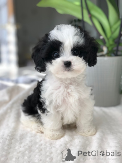 Photo №2 to announcement № 166763 for the sale of maltipu - buy in France private announcement, breeder