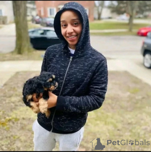 Photo №4. I will sell yorkshire terrier in the city of Achterveld. breeder - price - Is free