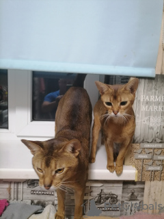 Additional photos: RESERVATION Abyssinians