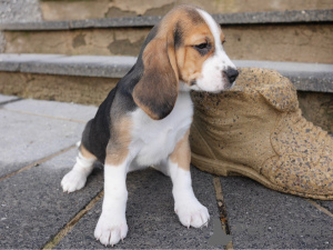 Photo №1. beagle - for sale in the city of Подгорица | negotiated | Announcement № 124340