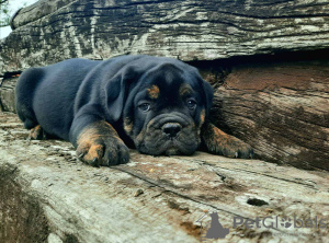 Photo №1. english bulldog - for sale in the city of Belgrade | negotiated | Announcement № 105214