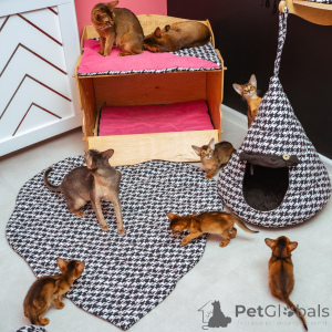 Photo №3. Abyssinian kittens for sale. Germany