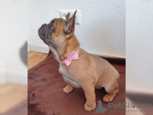 Photo №1. non-pedigree dogs - for sale in the city of Prague | negotiated | Announcement № 49085