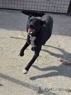 Photo №1. non-pedigree dogs - for sale in the city of Beška | Is free | Announcement № 157353